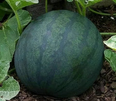 Watermelon Seeds 25+ Sugar Baby Variety, Bush Growth, Average Weight 8-10 lbs, Citrullus lanatus