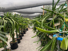 Dragon Fruit Cuttings - 24" to 36" - Multiple Varieties - Hylocereus spp.
