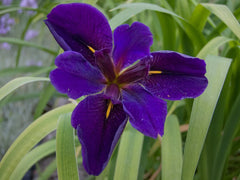 Cold Hardy Louisiana Black Gamecock Iris - Aquatic Pond Plant - Iris Louisianaensis - Buy 2 Get 1 Free