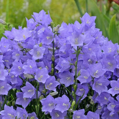 Campanula Bellflower Perennial Plant - Vibrant Blue Flowers for Garden & Cut Flower Arrangements (Campanula spp.)