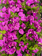 Bougainvillea Starter Plant - Royale Purple - Well Rooted - Bougainvillea spp. - USA Seller
