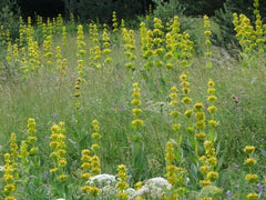 Gentiana Lutea Seeds - Great Yellow Gentian - Yellow Flower - 30 Seeds for Planting