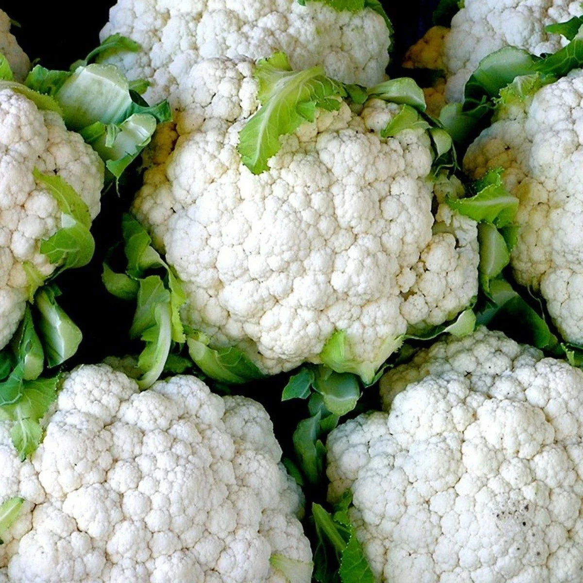 300+ Snowball Cauliflower Seeds - Organic Heirloom Vegetable for Garden & Container - Brassica oleracea