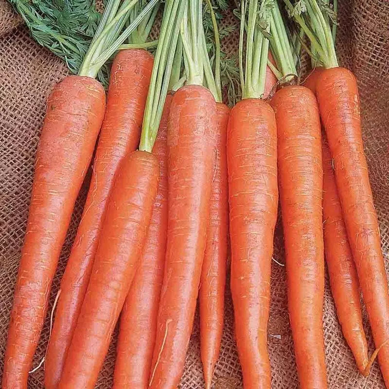 Imperator 58 Carrot Seeds - Heirloom NON-GMO - 1000+ Seeds for Vegetable Garden - Daucus carota