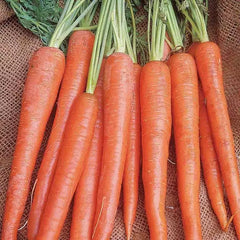 Imperator 58 Carrot Seeds - Heirloom NON-GMO - 1000+ Seeds for Vegetable Garden - Daucus carota