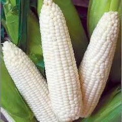 Heirloom White Corn Seeds - 120+ Truckers Favorite - Non-GMO, Organic, Vegetable Garden Seed