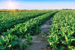 Sugar Beet Seeds 500 Count for Deer Food Plot - Whitetail Attractant - Beta vulgaris