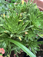 Succulent Aeonium Simsii Green 2" Live Plant Large Rosette - Aeonium simsii