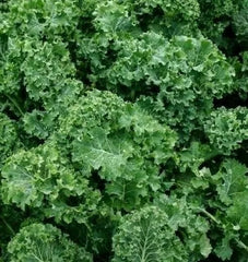 Dwarf Siberian Kale Seeds 500+ Organic Survival Vegetable Greens for Salad, Brassica napus