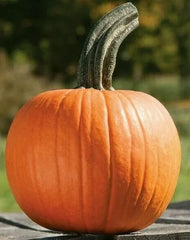 Sugar Pie Pumpkin Seeds 15+ Vegetable, Baking Variety, Avg Weight 8lbs, Cucurbita pepo