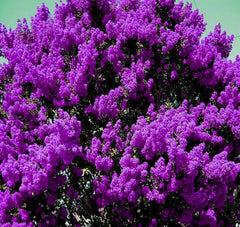 2 Live Plants - 6" Dark Purple Crepe Myrtle Bushes - Lagerstroemia indica - Rooted Flowering Starter Plants