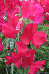 50+ Solway Fanfare Sweet Pea Seeds - Semi-Dwarf Variety - Perfect for Garden - Lathyrus odoratus - USA