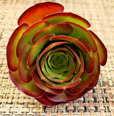 Medium Size Aeonium 'Velour' Unrooted Cuttings - 4" (10 cm) Diameter Succulent Plants for Propagation or Gardening