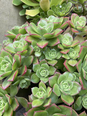 Live 3'' Aeonium Pinwheel Succulent Cuttings - Haworthia Aboreum - Indoor Plant Decor