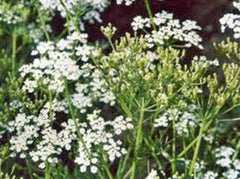 Caraway Herb Seeds - 100+ Seeds - Culinary Herb for Cooking - Carum carvi