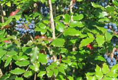 Tall Oregon Grape Seeds, 20 Seeds, Mahonia aquifolium, Native Evergreen Shrub with Edible Berries