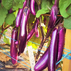 Purple Shine Chinese Eggplant Seeds - 200+ Count - Long Asian Variety - Perfect for 2025 Planting - Solanum melongena