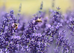 Lavender Seeds - Vera English - Non-GMO - Various Sizes - Lavandula angustifolia - Free Shipping