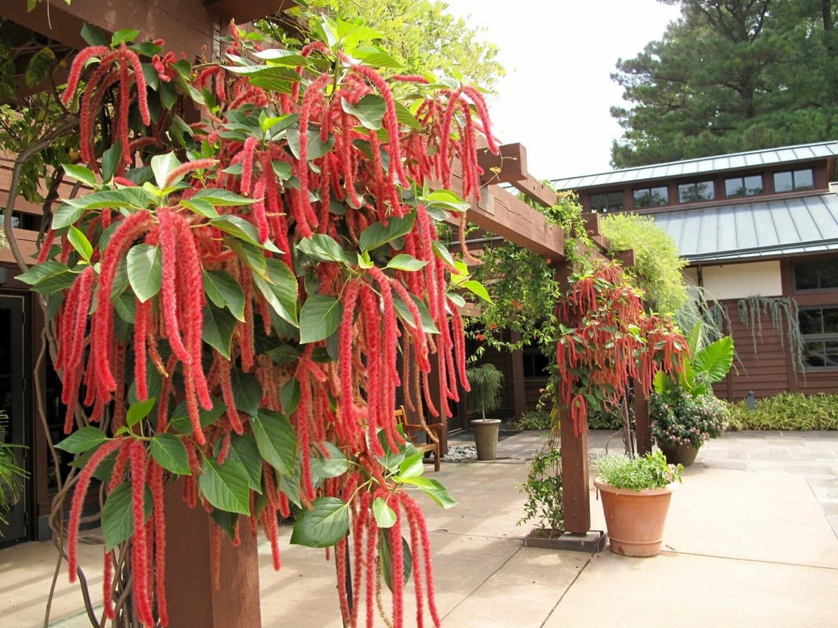 Amaranth Flower Seeds - Love Lies Bleeding - Easy to Grow for Container Gardens - Ideal for Poor Soils - Amaranthus sp.
