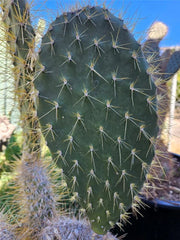 Opuntia Megasperma Var. Mesophytica Pad Cutting - Galapagos Prickly Pear Cactus Cutting - Rare Succulent Plant