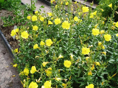 Evening Primrose Seeds for Planting - 100 Seeds - Oenothera biennis - Organic Garden Flower Seeds