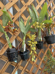Orchid Plant Cynoches - Small Side Bulb - No Bloom - Choice of Color - Cynoches Species