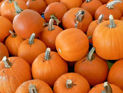 Sugar Pumpkin Seeds - Organic Heirloom Variety for Summer Vegetable Garden (Cucurbita pepo) - 30+ Seeds