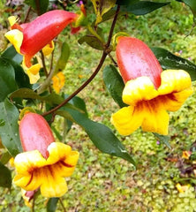Tangerine Beauty Cross Vine Starter Plant 1ft, Yellow Orange Flowers, Bignonia Capreolata, Hummingbird Butterfly Attractant