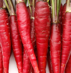 Red Carrot Seeds 500+ Atomic Variety Non-GMO Vegetable Garden Plants Daucus carota