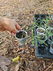 Mistletoe Cactus Live Plant 2.5" Rare Rhipsalis pilocarpa Hanging Tail Epiphyllum