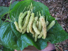 Pakistan White Mulberry Cuttings - Organic Fresh 10x for Rooting/Grafting - Morus alba