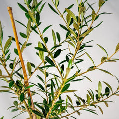 Live Arbequina Olive Tree – 5-10 Inches Tall – Rooted – Olea europaea