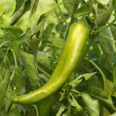 Anaheim Chile Pepper Seeds - Heirloom Green Variety - 2,500 Scoville - Perfect for 2025 Planting