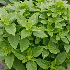 Dwarf Greek Basil Seeds - 200+ Count, Non-GMO Culinary Herb for Cooking - Ocimum basilicum
