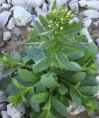Field Pennycress Seeds - 100+ Organic Seeds - Thlaspi arvense - Common Pennycress - USA Grown Herb