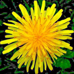 Dandelion Seeds for Microgreens & Salads - Organic Perennial Herb - 1000+ Seeds - Taraxacum officinale