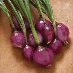 Purplette Onion Seeds - 300 Non-GMO Specialty Onion Seeds - Allium cepa
