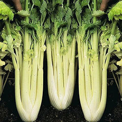 Golden Pascal Celery Seeds | Heirloom Non-GMO Variety | Organic Gardening | Apium graveolens