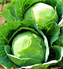 Danish Ballhead Cabbage Seeds 500+ Non-GMO Heirloom Seeds for Planting - Brassica oleracea