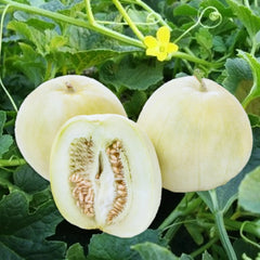 Bai Mibao Asian Melon Seeds - White Thin-Wall Muskmelon Seeds for 2025 Planting - Cucumis melo