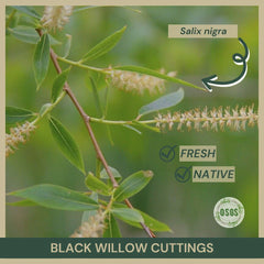 Black Willow Cuttings 18" Fresh Cuttings Salix nigra Native Plant Propagation