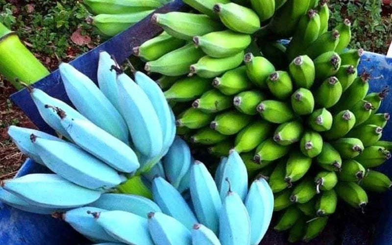 Live Blue Java Banana Tree Starter Plant - Well Rooted Musa acuminata - Ice Cream Variety