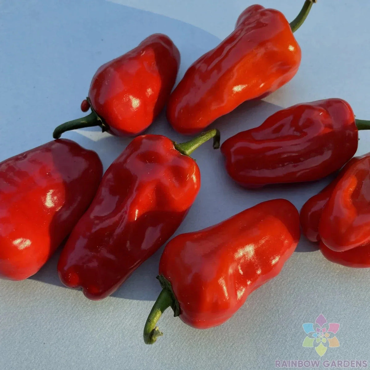 Hinkelhatz Hot Pepper Seeds - 25+ Pack - Ideal for Garden Planting - Capsicum annuum - USA Grown, Free Shipping