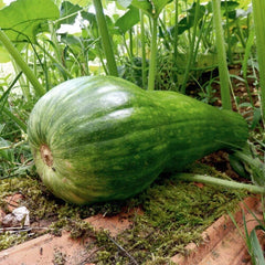 Naples Long Squash Seeds - 25+ Count for Garden Planting - Cucurbita pepo - USA Grown, Non-GMO, Free Shipping