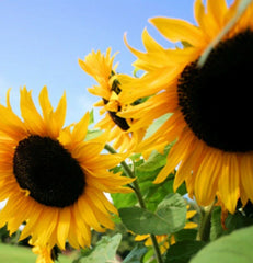 Sunflower Seeds - Huge Black Oil Mammoth Variety - Helianthus annuus - Ideal for Planting 2025