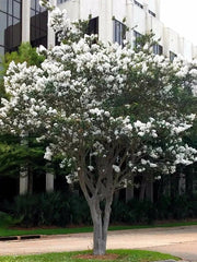 Live Crepe Myrtle Trees 6" Starter Plants Snow White Flowers Lagerstroemia Indica Fast Growing Shrubs