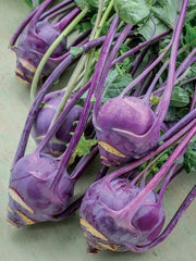 Purple Vienna Kohlrabi Seeds - 200+ Non-GMO Heirloom Fresh Garden Seeds - Brassica oleracea