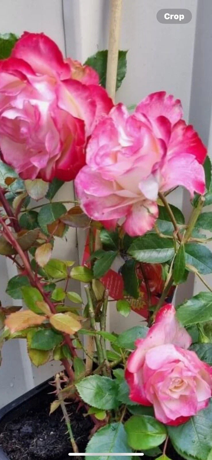 Fire and Ice Rose Cuttings - 3 Pack, Rosa 'Fire and Ice', 6-8” Long, Hardy Perennial for Gardens and Landscape