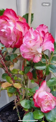 Fire and Ice Rose Cuttings - 3 Pack, Rosa 'Fire and Ice', 6-8” Long, Hardy Perennial for Gardens and Landscape