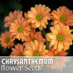 Guava Frost Mum Seeds - 200+ Chrysanthemum Seeds - Annual Flower Seeds - Colorful Garden Blooms